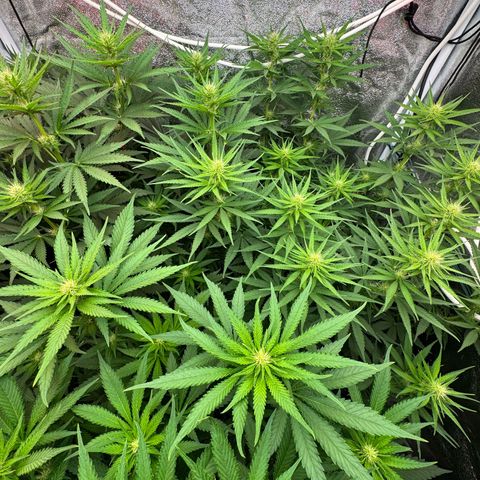 Orange Hippo x Lemon Skunk x Purple Haze x Gelato x Gorilla Glue growlog timeline photo