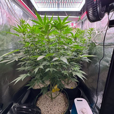 Orange Hippo x Lemon Skunk x Purple Haze x Gelato x Gorilla Glue growlog timeline photo