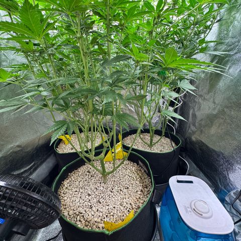 Orange Hippo x Lemon Skunk x Purple Haze x Gelato x Gorilla Glue growlog timeline photo