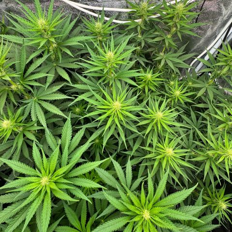 Orange Hippo x Lemon Skunk x Purple Haze x Gelato x Gorilla Glue growlog timeline photo