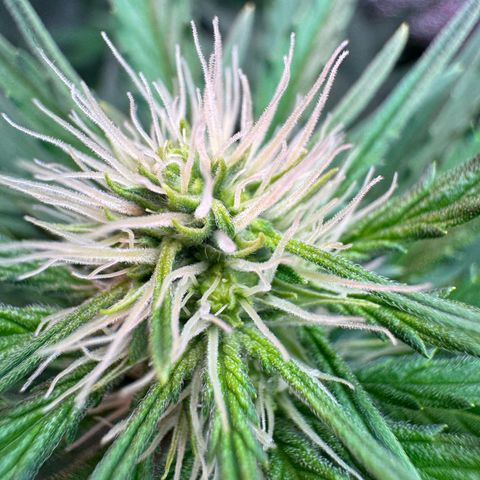 Orange Hippo x Lemon Skunk x Purple Haze x Gelato x Gorilla Glue growlog timeline photo
