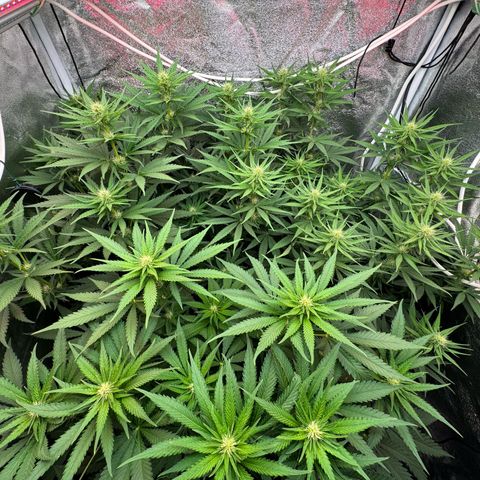 Orange Hippo x Lemon Skunk x Purple Haze x Gelato x Gorilla Glue growlog timeline photo