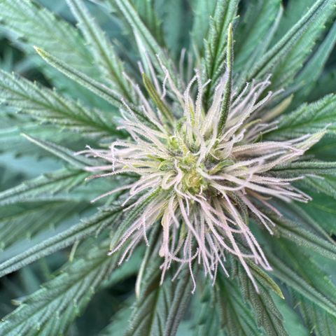 Orange Hippo x Lemon Skunk x Purple Haze x Gelato x Gorilla Glue growlog timeline photo