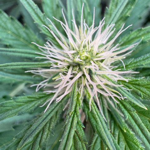 Orange Hippo x Lemon Skunk x Purple Haze x Gelato x Gorilla Glue growlog timeline photo