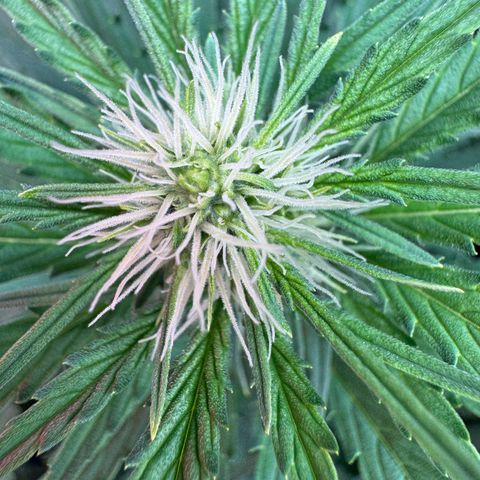 Orange Hippo x Lemon Skunk x Purple Haze x Gelato x Gorilla Glue growlog timeline photo