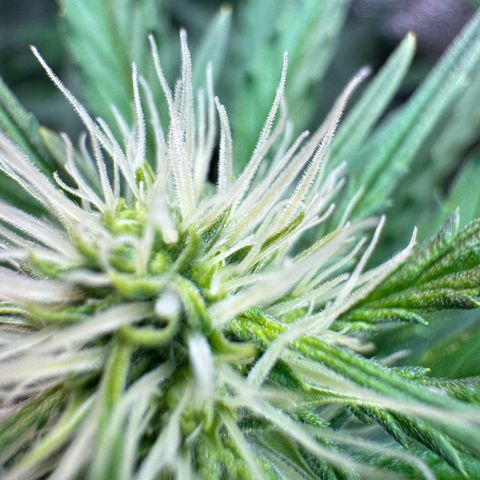 Orange Hippo x Lemon Skunk x Purple Haze x Gelato x Gorilla Glue growlog timeline photo