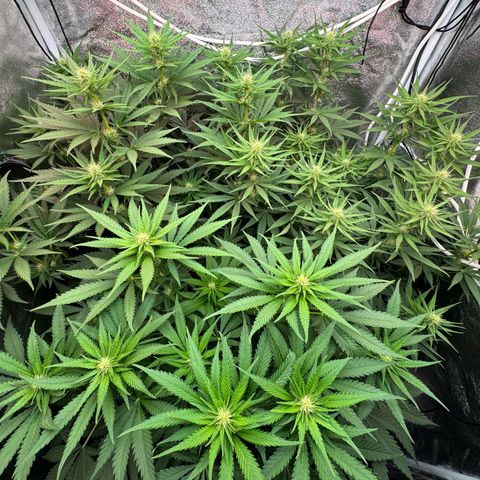 Orange Hippo x Lemon Skunk x Purple Haze x Gelato x Gorilla Glue growlog timeline photo