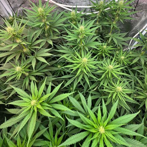 Orange Hippo x Lemon Skunk x Purple Haze x Gelato x Gorilla Glue growlog timeline photo