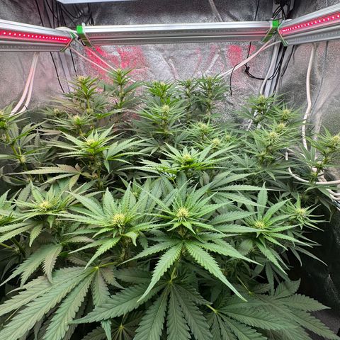 Orange Hippo x Lemon Skunk x Purple Haze x Gelato x Gorilla Glue growlog timeline photo