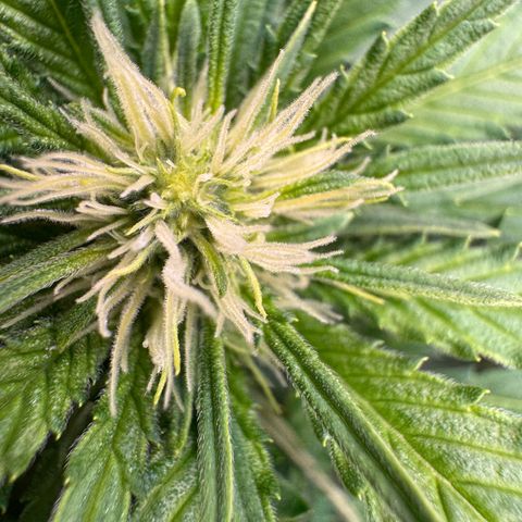 Orange Hippo x Lemon Skunk x Purple Haze x Gelato x Gorilla Glue growlog timeline photo