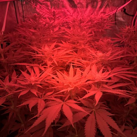 Orange Hippo x Lemon Skunk x Purple Haze x Gelato x Gorilla Glue growlog timeline photo