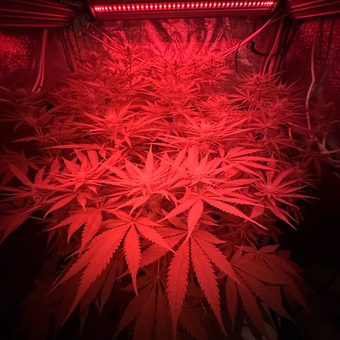 Orange Hippo x Lemon Skunk x Purple Haze x Gelato x Gorilla Glue growlog timeline photo