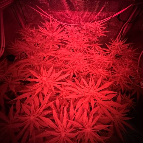 Orange Hippo x Lemon Skunk x Purple Haze x Gelato x Gorilla Glue growlog timeline photo