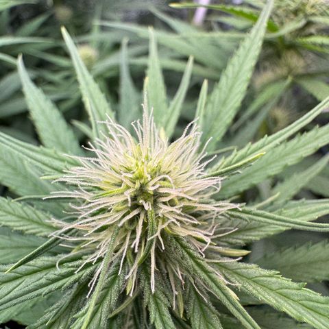 Orange Hippo x Lemon Skunk x Purple Haze x Gelato x Gorilla Glue growlog timeline photo