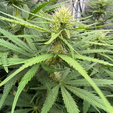 Orange Hippo x Lemon Skunk x Purple Haze x Gelato x Gorilla Glue growlog timeline photo