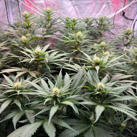Orange Hippo x Lemon Skunk x Purple Haze x Gelato x Gorilla Glue growlog timeline photo