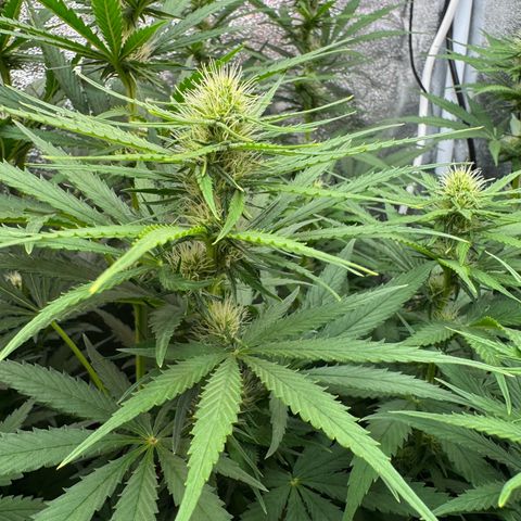 Orange Hippo x Lemon Skunk x Purple Haze x Gelato x Gorilla Glue growlog timeline photo