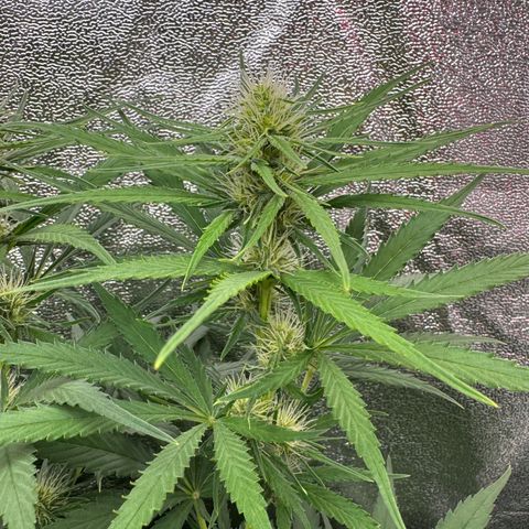 Orange Hippo x Lemon Skunk x Purple Haze x Gelato x Gorilla Glue growlog timeline photo