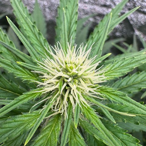Orange Hippo x Lemon Skunk x Purple Haze x Gelato x Gorilla Glue growlog timeline photo