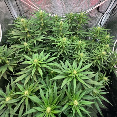 Orange Hippo x Lemon Skunk x Purple Haze x Gelato x Gorilla Glue growlog timeline photo