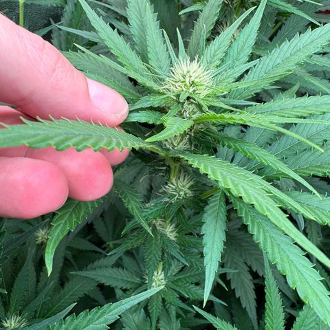 Orange Hippo x Lemon Skunk x Purple Haze x Gelato x Gorilla Glue growlog timeline photo