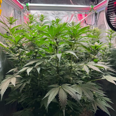 Orange Hippo x Lemon Skunk x Purple Haze x Gelato x Gorilla Glue growlog timeline photo