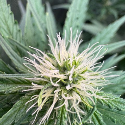 Orange Hippo x Lemon Skunk x Purple Haze x Gelato x Gorilla Glue growlog timeline photo