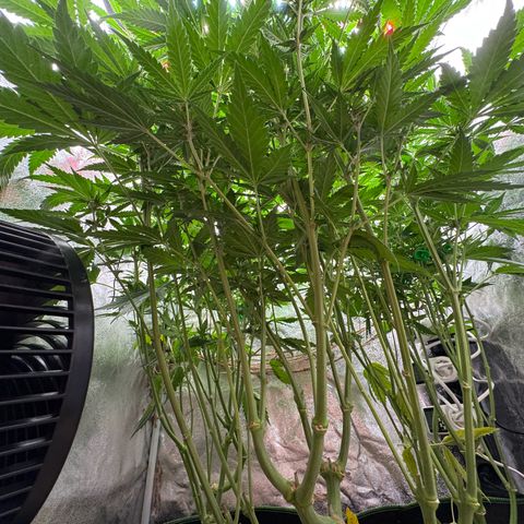 Orange Hippo x Lemon Skunk x Purple Haze x Gelato x Gorilla Glue growlog photo: Last day, Bloom week 3