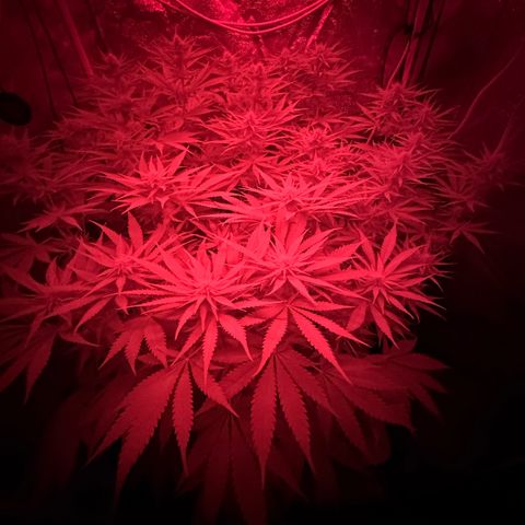 Orange Hippo x Lemon Skunk x Purple Haze x Gelato x Gorilla Glue growlog photo: Last day, Bloom week 3