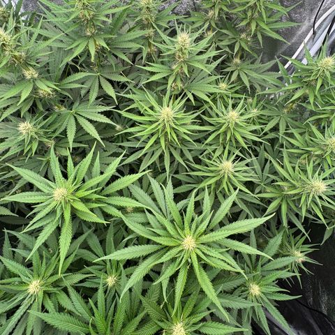 Orange Hippo x Lemon Skunk x Purple Haze x Gelato x Gorilla Glue growlog photo: Last day, Bloom week 3