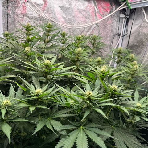 Orange Hippo x Lemon Skunk x Purple Haze x Gelato x Gorilla Glue growlog photo: Last day, Bloom week 3
