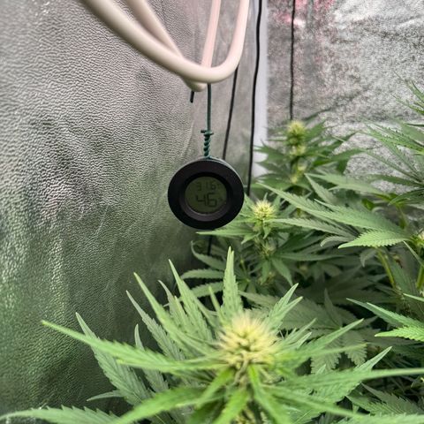 Orange Hippo x Lemon Skunk x Purple Haze x Gelato x Gorilla Glue growlog photo: Last day, Bloom week 3