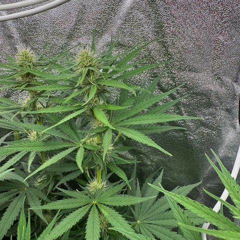 Orange Hippo x Lemon Skunk x Purple Haze x Gelato x Gorilla Glue growlog photo: Last day, Bloom week 3