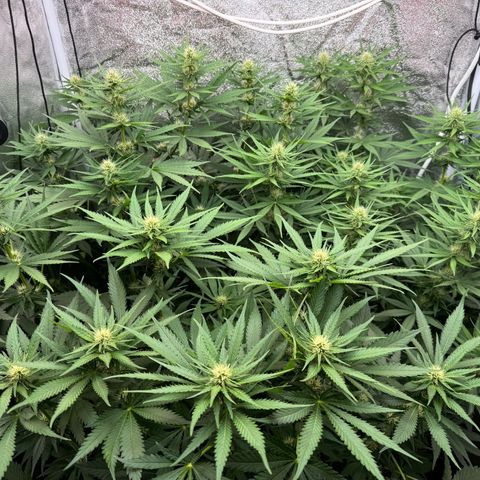 Orange Hippo x Lemon Skunk x Purple Haze x Gelato x Gorilla Glue growlog photo: Last day, Bloom week 3