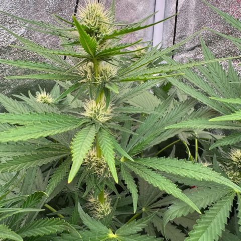 Orange Hippo x Lemon Skunk x Purple Haze x Gelato x Gorilla Glue growlog photo: Last day, Bloom week 3