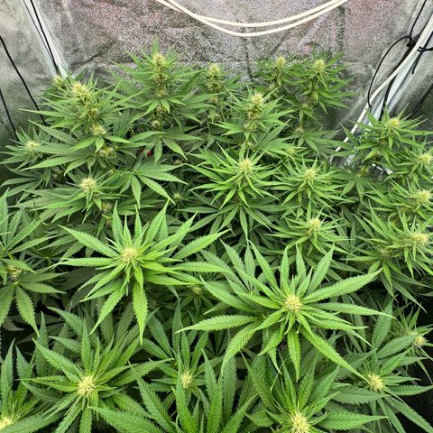 Orange Hippo x Lemon Skunk x Purple Haze x Gelato x Gorilla Glue growlog photo: Last day, Bloom week 3