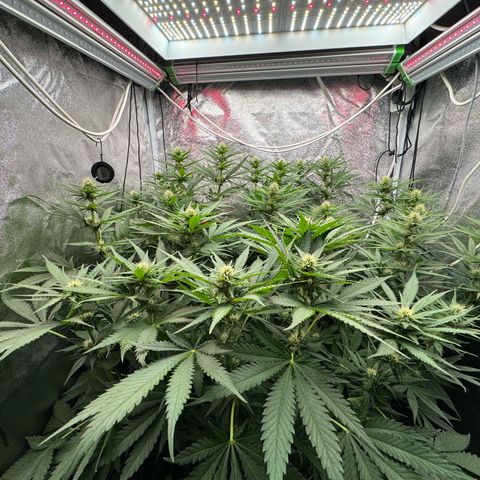 Orange Hippo x Lemon Skunk x Purple Haze x Gelato x Gorilla Glue growlog photo: Last day, Bloom week 3