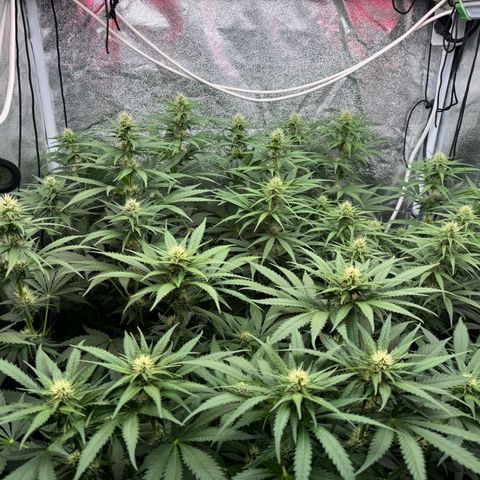Orange Hippo x Lemon Skunk x Purple Haze x Gelato x Gorilla Glue growlog timeline photo