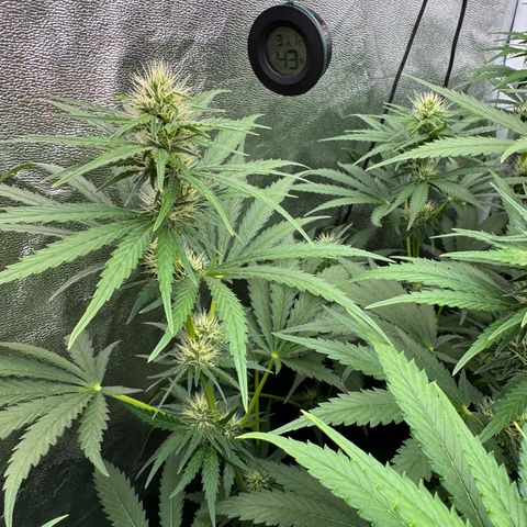 Orange Hippo x Lemon Skunk x Purple Haze x Gelato x Gorilla Glue growlog timeline photo