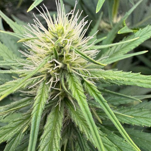 Orange Hippo x Lemon Skunk x Purple Haze x Gelato x Gorilla Glue growlog timeline photo