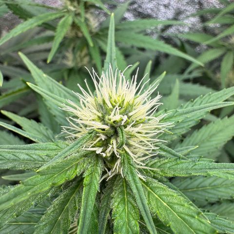 Orange Hippo x Lemon Skunk x Purple Haze x Gelato x Gorilla Glue growlog timeline photo