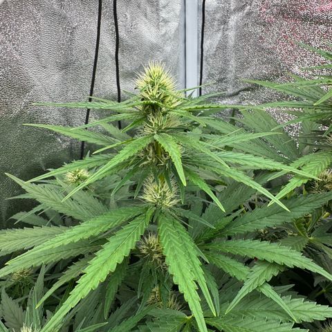 Orange Hippo x Lemon Skunk x Purple Haze x Gelato x Gorilla Glue growlog timeline photo