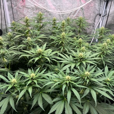 Orange Hippo x Lemon Skunk x Purple Haze x Gelato x Gorilla Glue growlog timeline photo