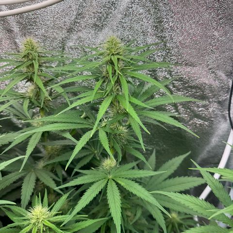 Orange Hippo x Lemon Skunk x Purple Haze x Gelato x Gorilla Glue growlog timeline photo