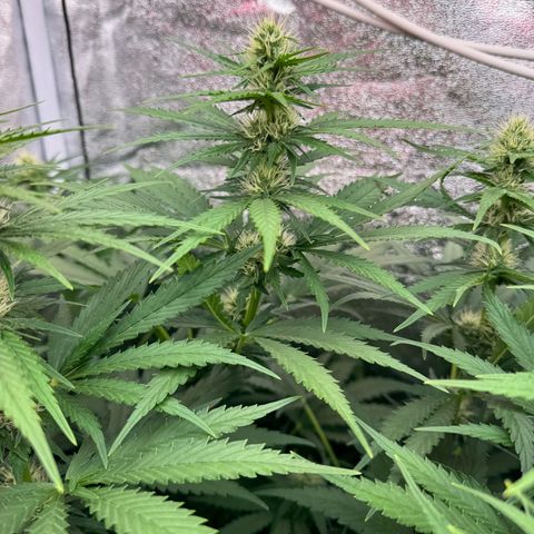 Orange Hippo x Lemon Skunk x Purple Haze x Gelato x Gorilla Glue growlog timeline photo