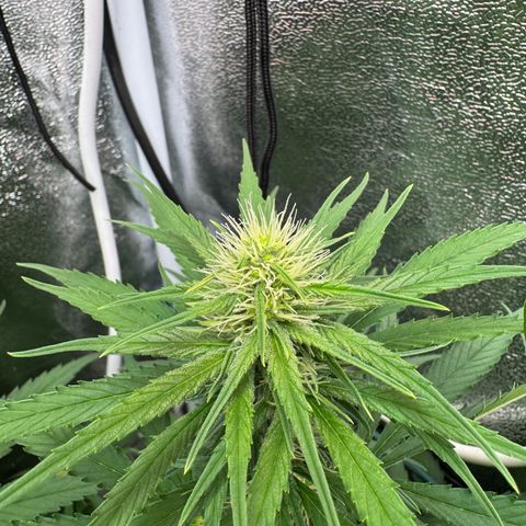 Orange Hippo x Lemon Skunk x Purple Haze x Gelato x Gorilla Glue growlog timeline photo