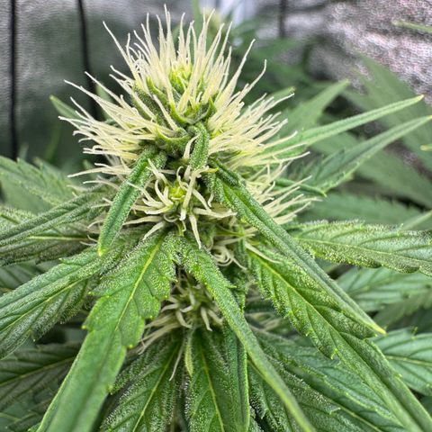 Orange Hippo x Lemon Skunk x Purple Haze x Gelato x Gorilla Glue growlog timeline photo