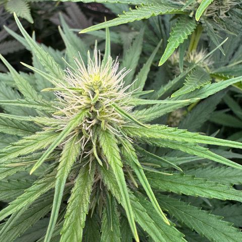 Orange Hippo x Lemon Skunk x Purple Haze x Gelato x Gorilla Glue growlog timeline photo