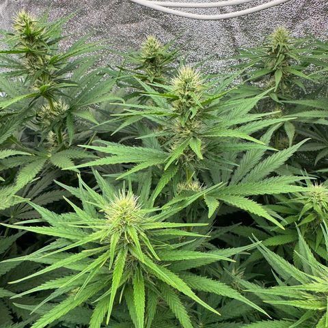 Orange Hippo x Lemon Skunk x Purple Haze x Gelato x Gorilla Glue growlog timeline photo