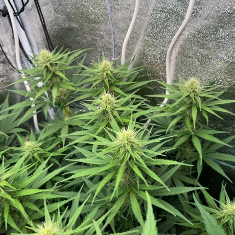 Orange Hippo x Lemon Skunk x Purple Haze x Gelato x Gorilla Glue growlog timeline photo